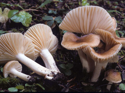 Image de Hygrophorus pacificus A. H. Sm. & Hesler 1939