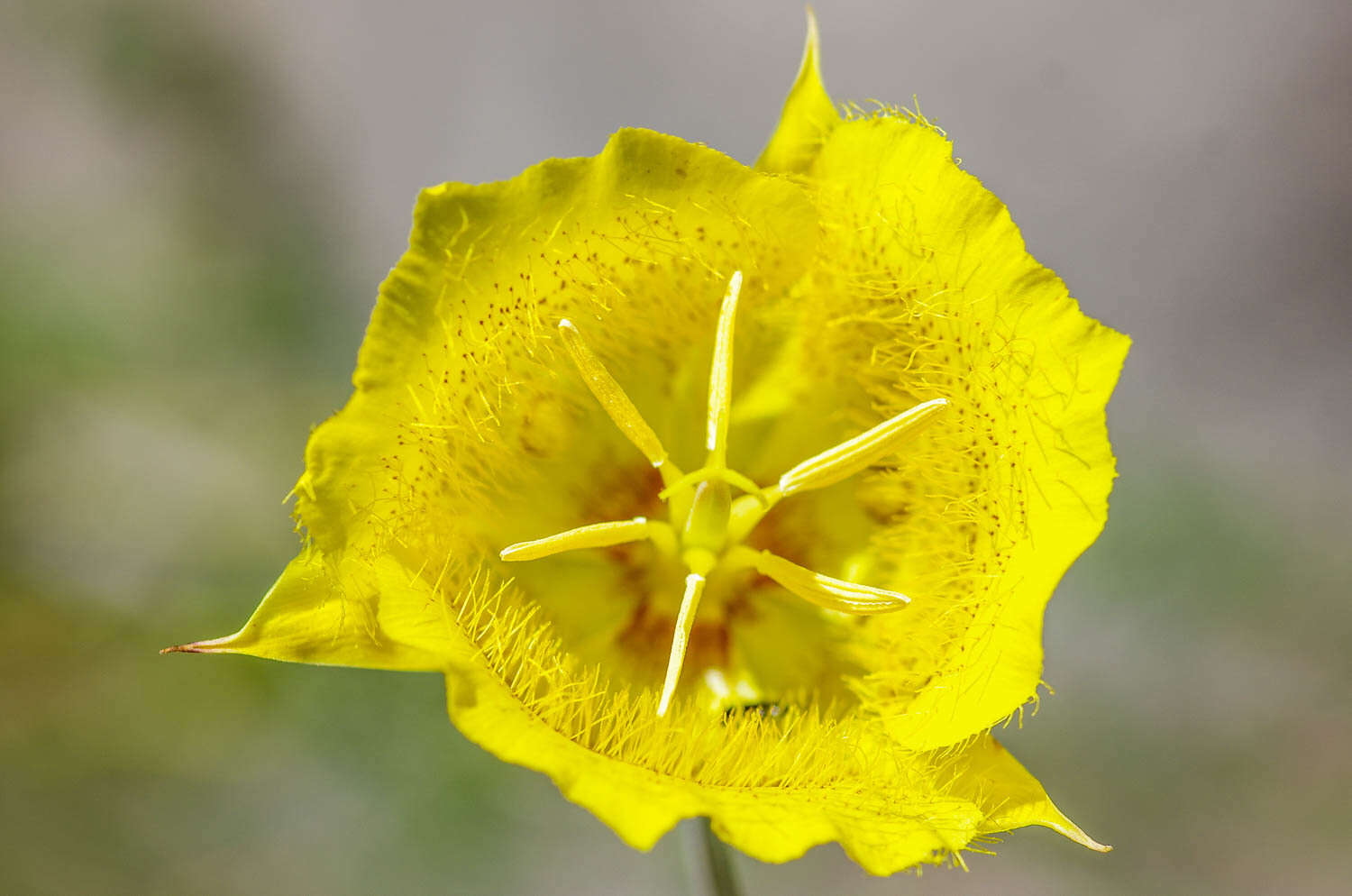 Image of Weed's mariposa lily