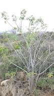 Image of Heteromorpha arborescens var. abyssinica (Hochst. ex Rich.) H. Wolff