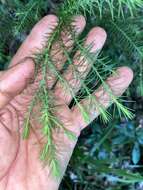 Image of Brush Cypress Pine