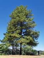 Image of Herrera's Pine