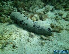 Image of Black sea cucumber