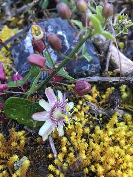 Passiflora sagasteguii Skrabal & Weigend的圖片