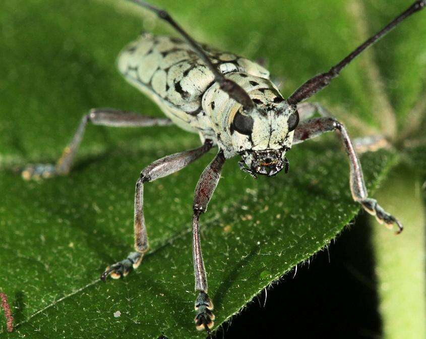 Image of Prosopocera (Paralphitopola) maculosa (Pascoe 1858)