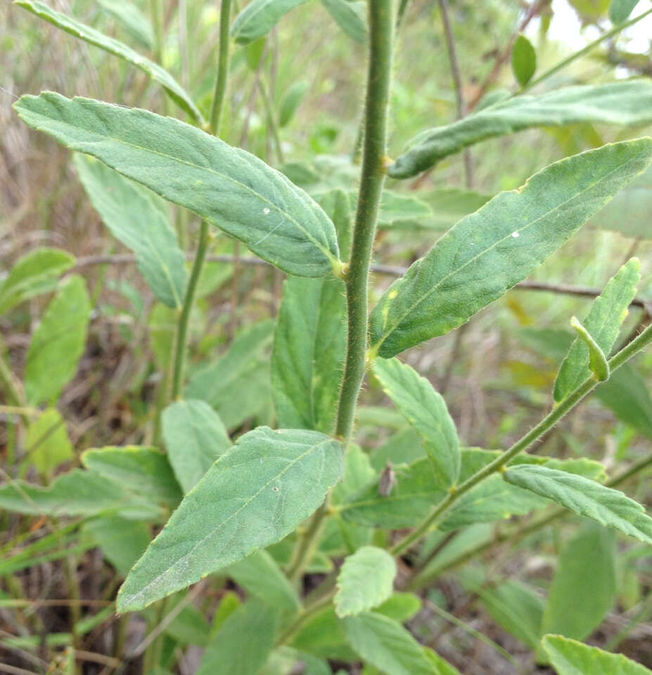 Image of pitted stripeseed