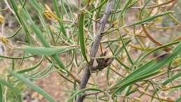 Sivun Hakea carinata F. Müll. ex Meissn. kuva