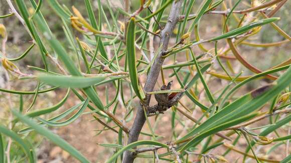 Image of Hakea carinata F. Müll. ex Meissn.