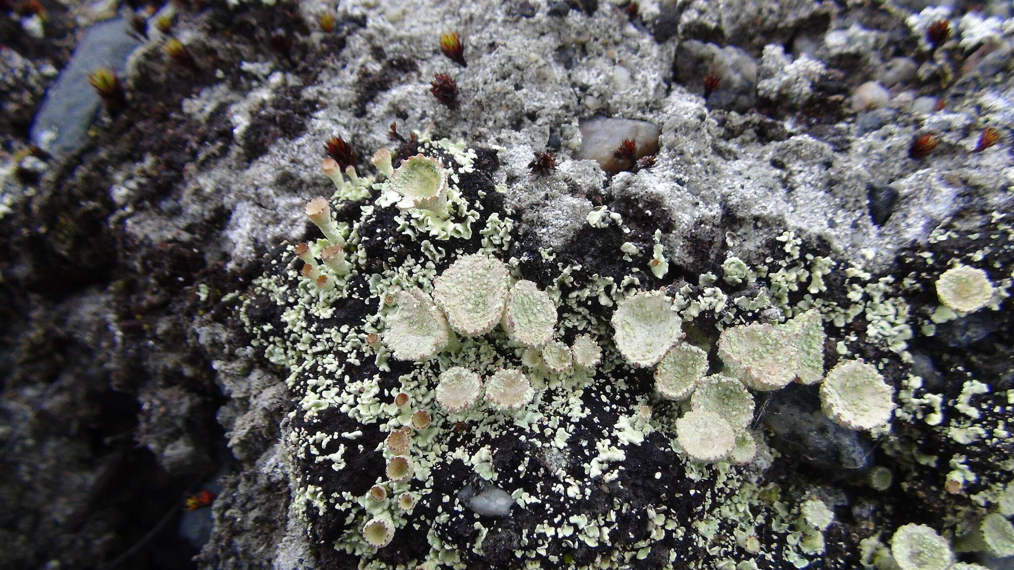 Image of boreal cup lichen