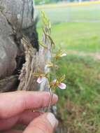 Image of Grass-Leaf Wild Coco