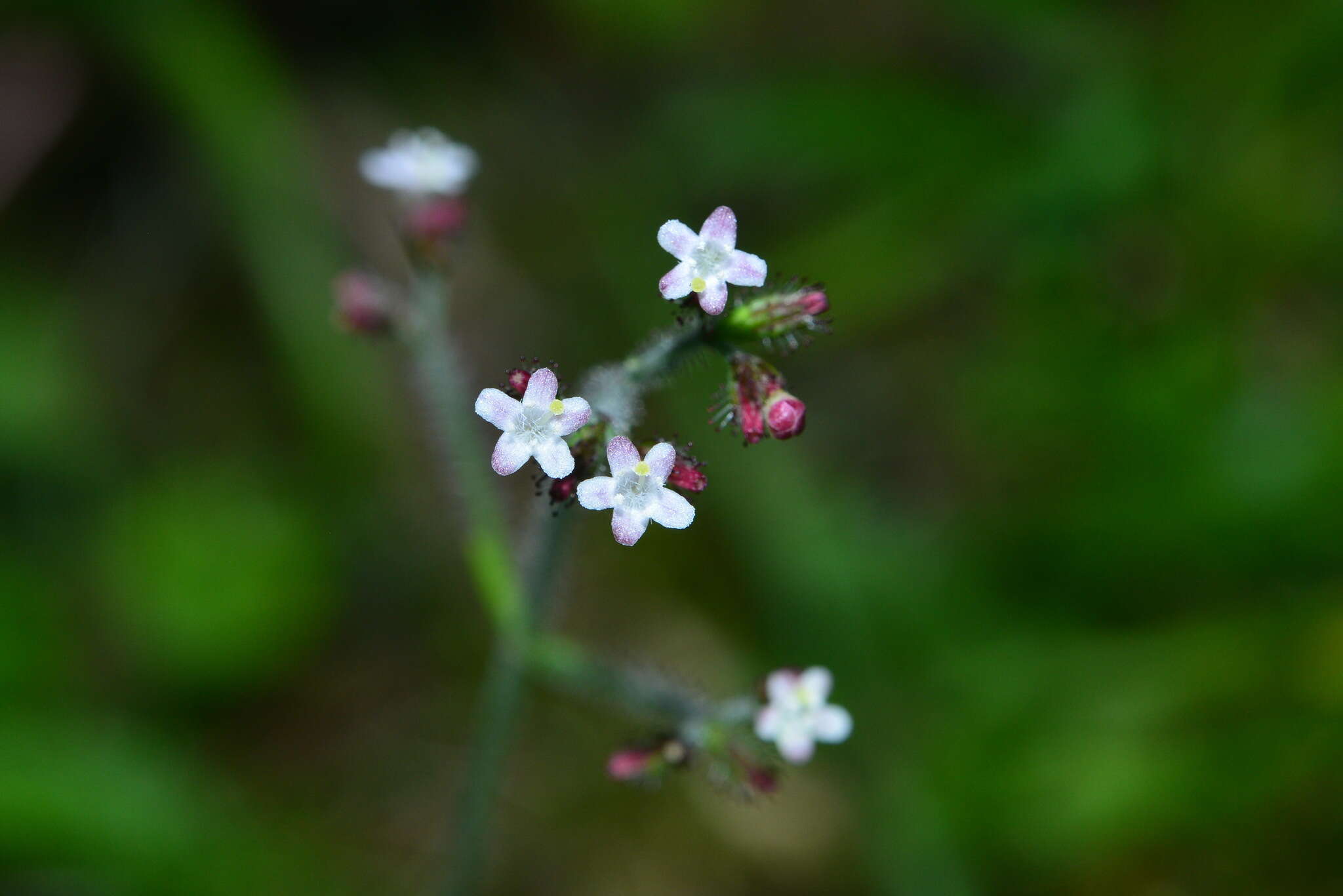 Image of Triplostegia glandulifera Wall.