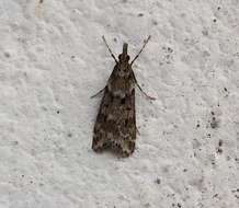 Image of Narrow-winged Grey