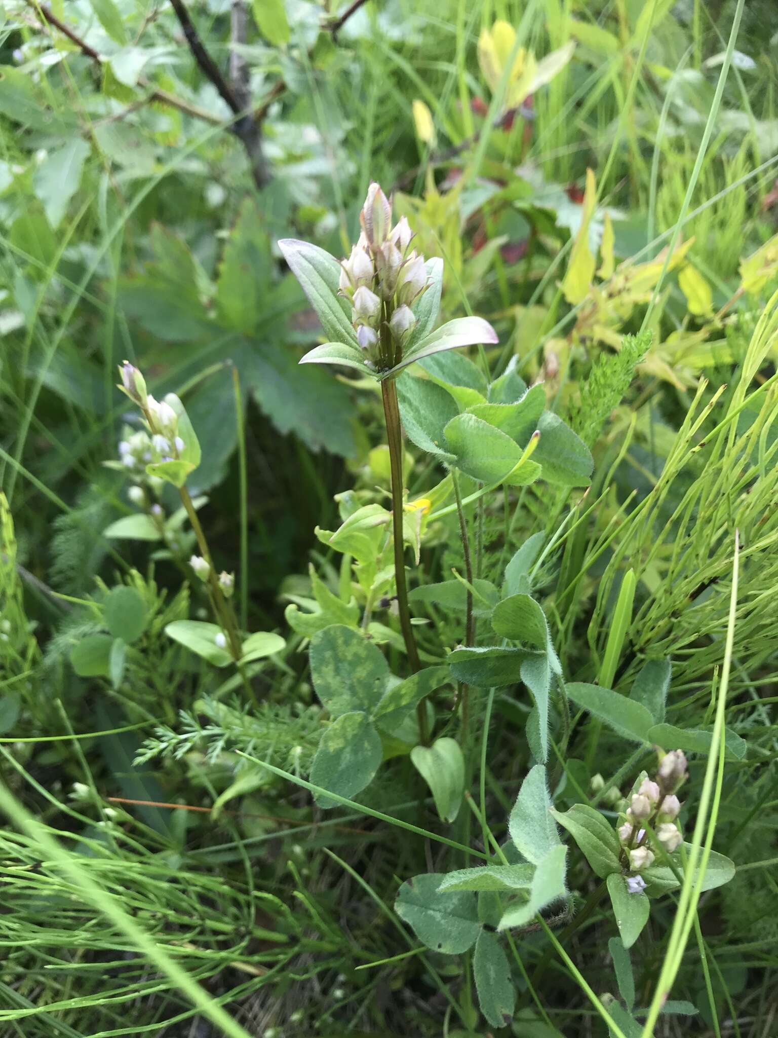 Image of golden dwarfgentian