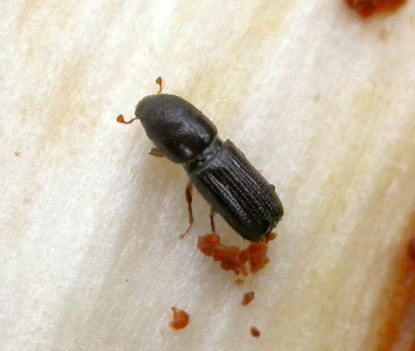 Image of Orthotomicus longicollis Wood & Bright 1992