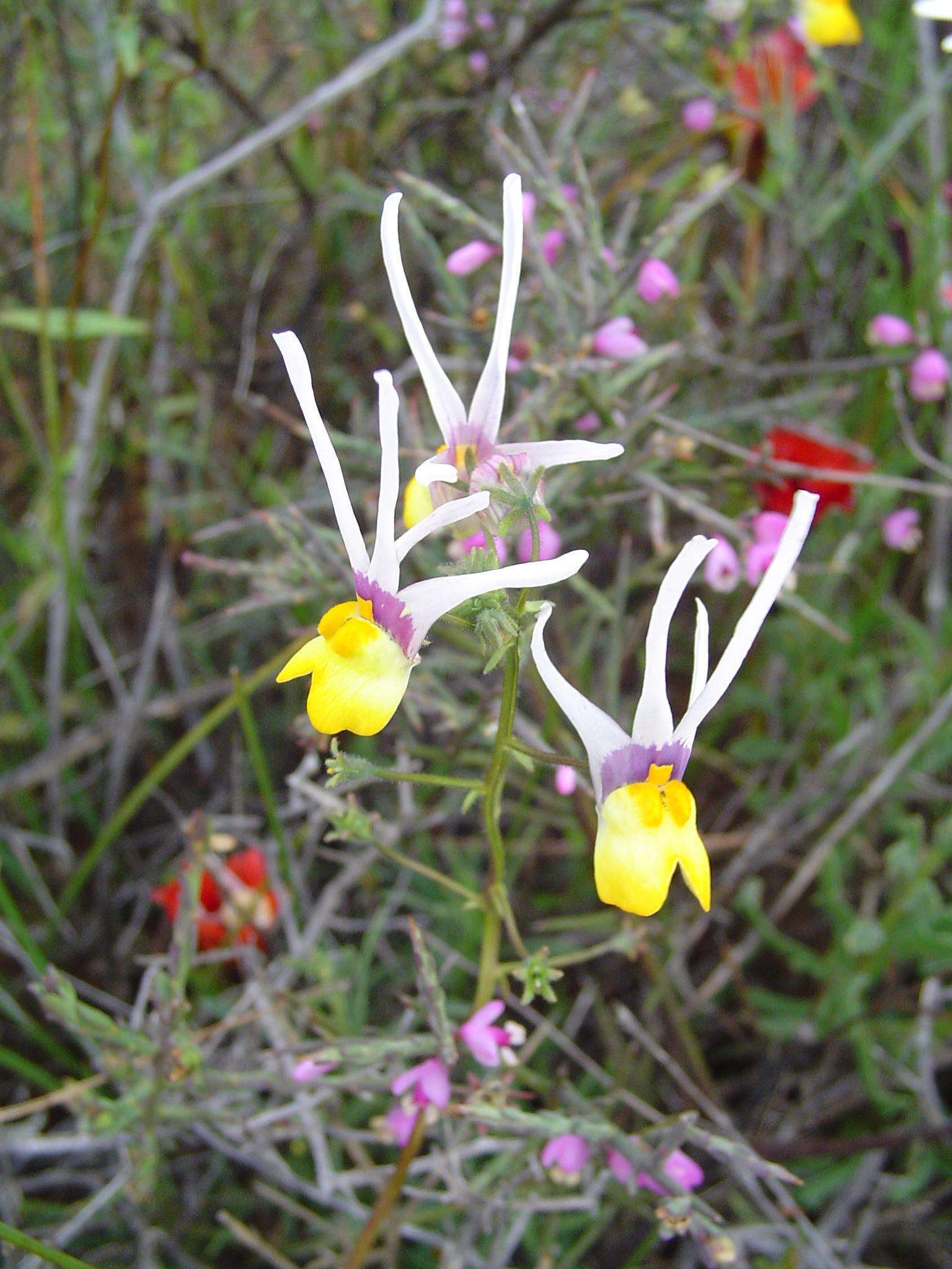 Слика од Nemesia cheiranthus E. Mey. ex Benth.