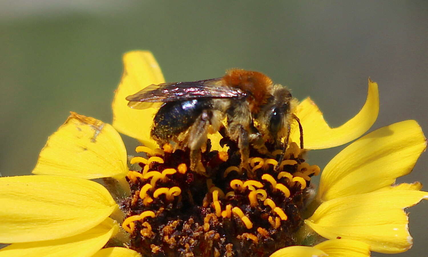 Image of Andrena sola Viereck 1917