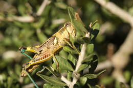 Image of Dichroplus vittatus Bruner & L. 1900