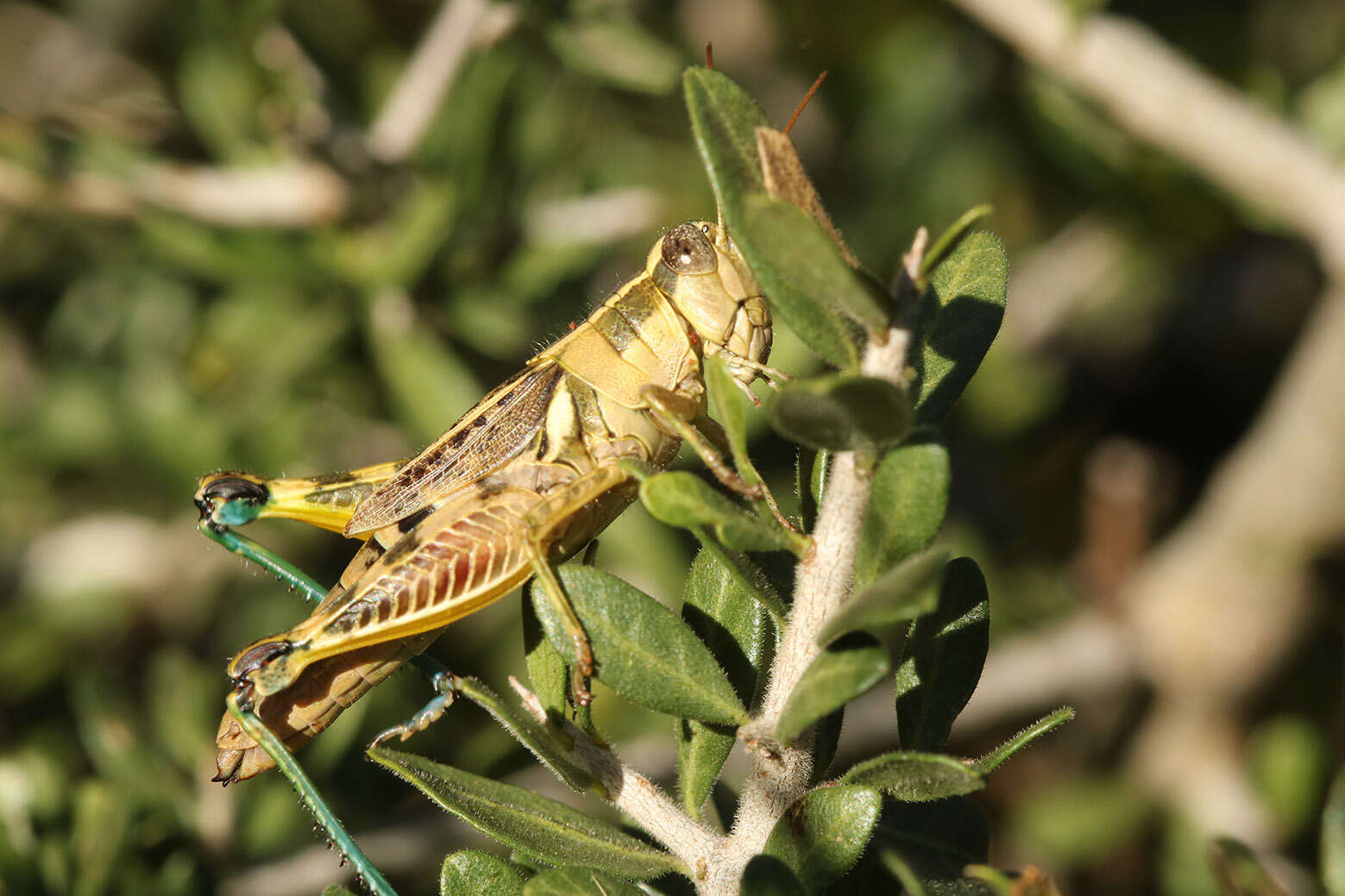 Image of Dichroplus vittatus Bruner & L. 1900