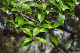 Image of holly osmanthus