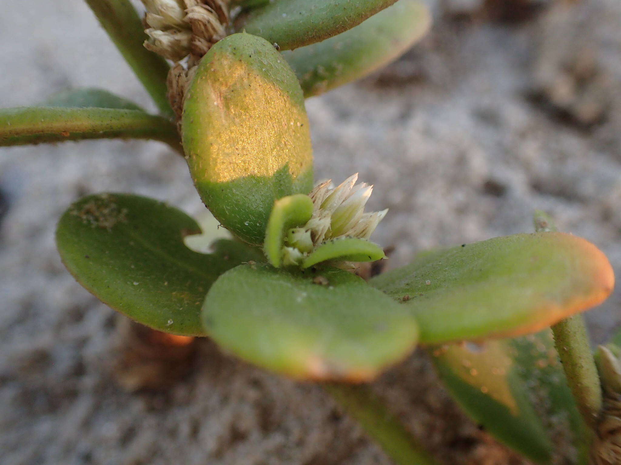 Image of Alternanthera littoralis P. Beauv. ex Moq.