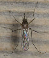 Image of Western Encephalitis Mosquito