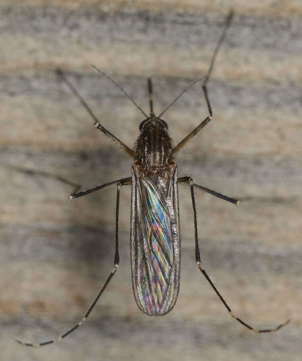 Image of Western Encephalitis Mosquito