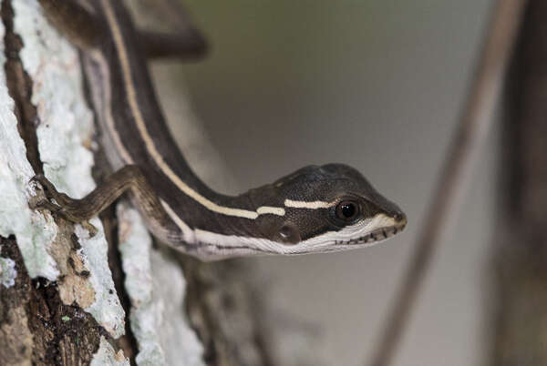 Image of Brown Basilisk