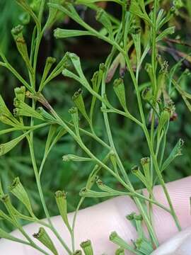 Image of clubbed creepingfern