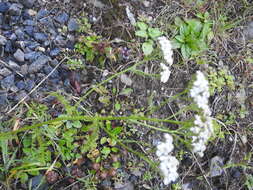 Achillea millefolium var. borealis (Bong.) Farw.的圖片