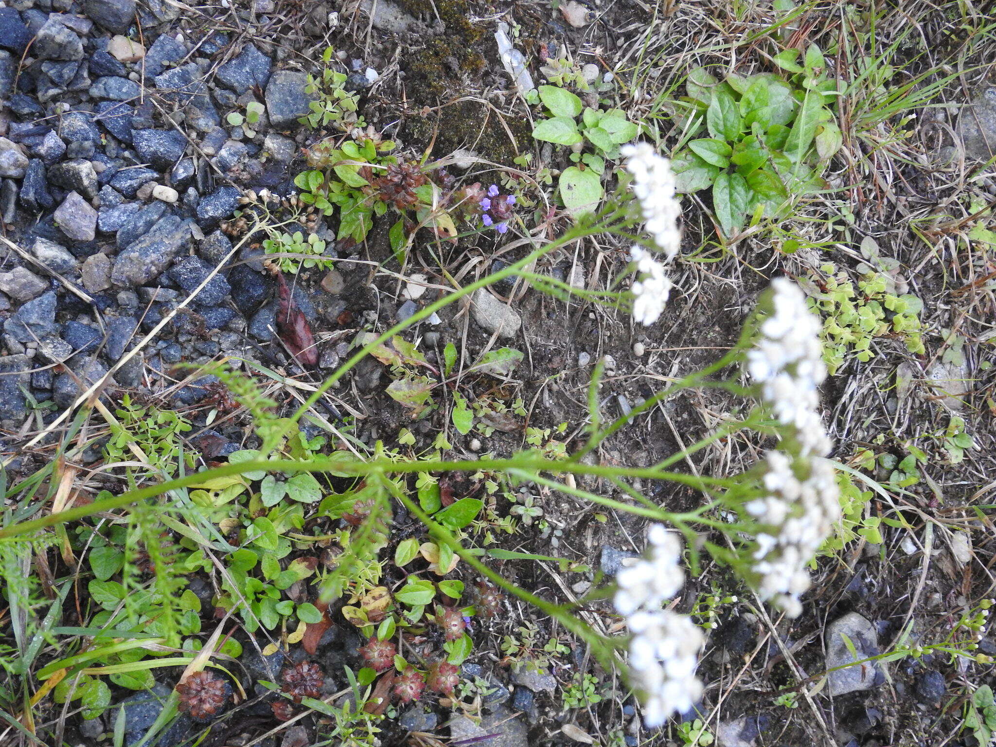 صورة Achillea millefolium var. borealis (Bong.) Farw.