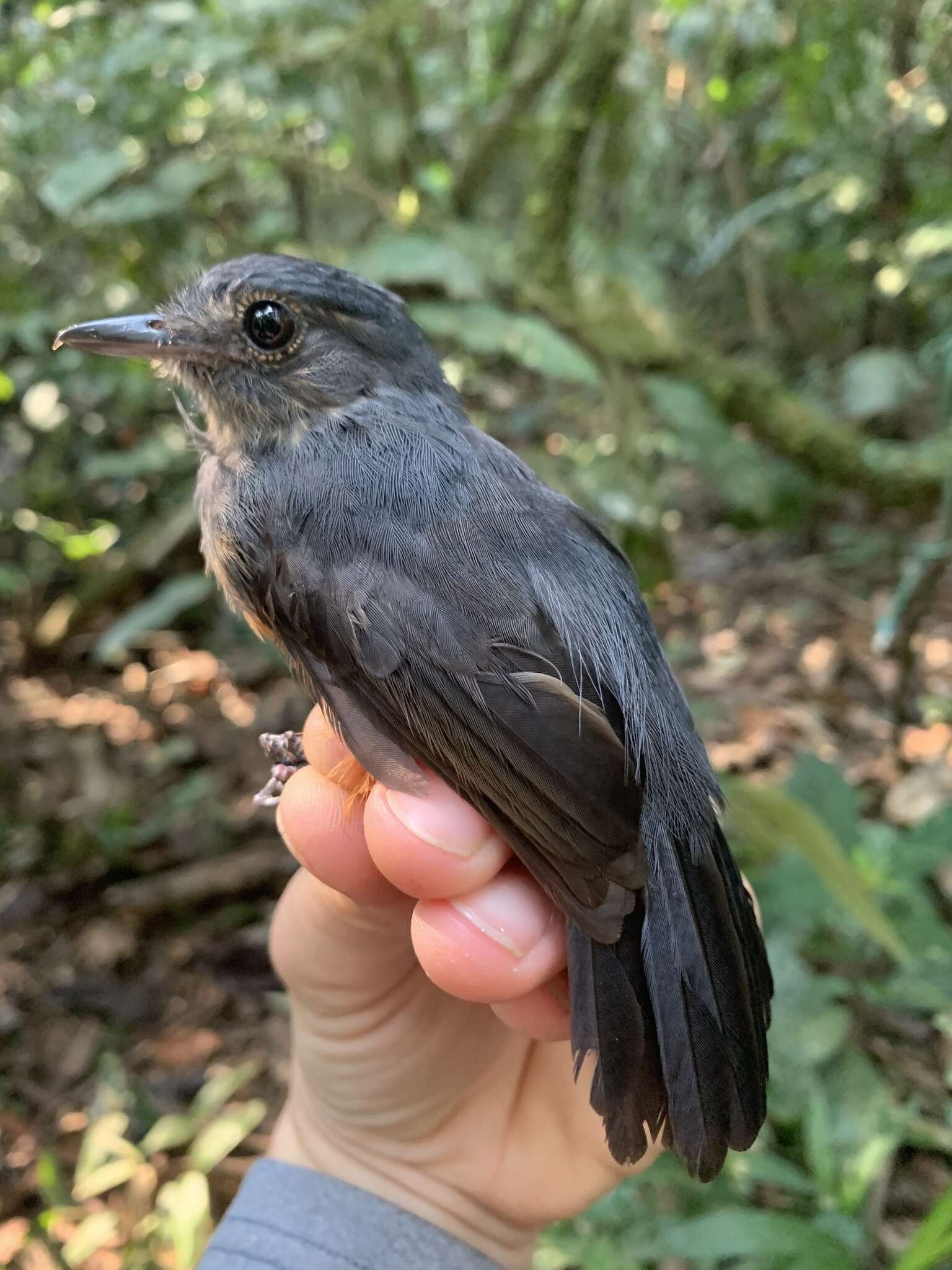 Image of Bluish-slate Antshrike