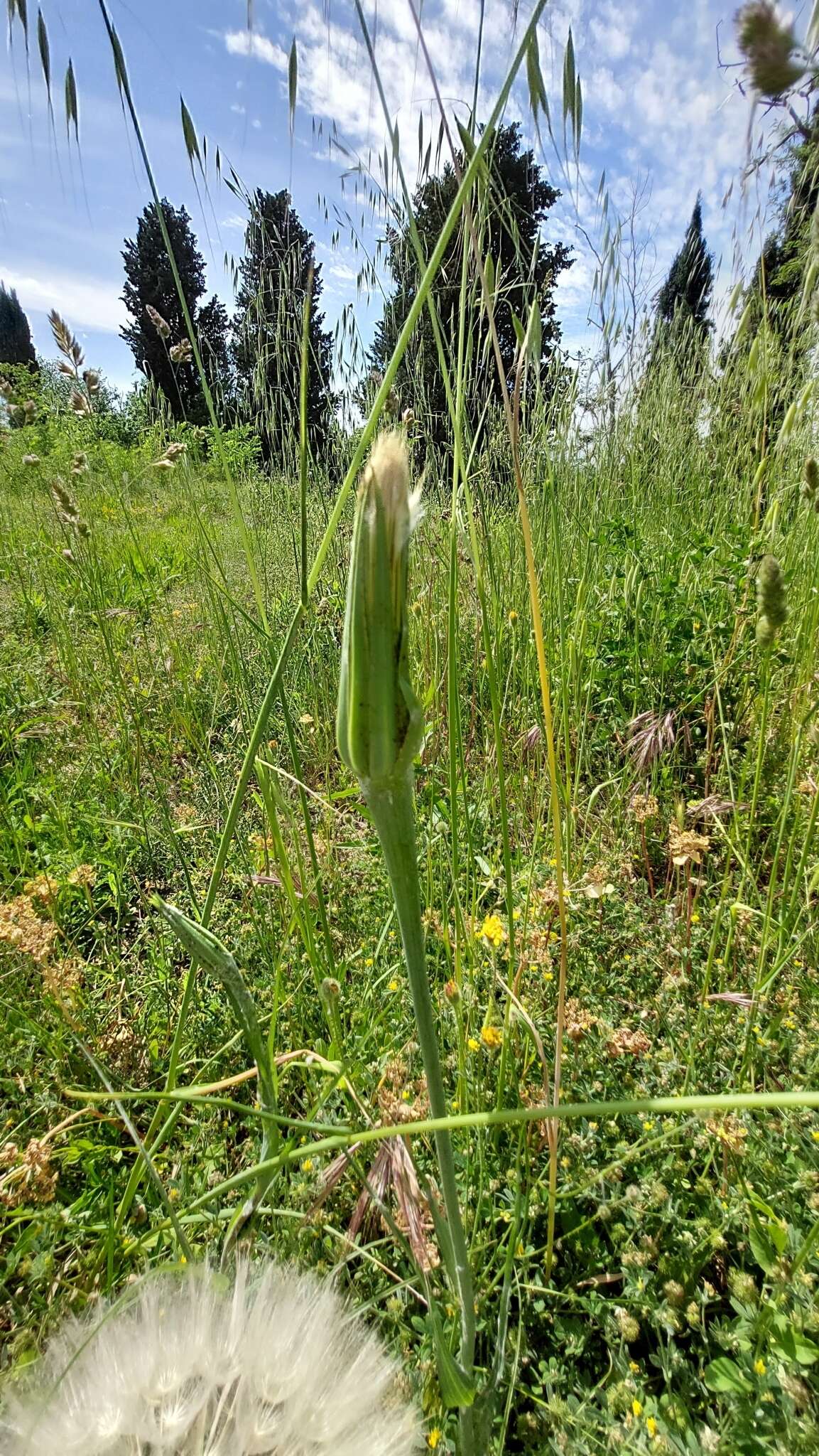 Image de Tragopogon porrifolius subsp. eriospermus (Ten.) Greuter