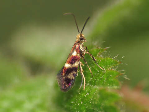 Imagem de Micropterix vulturensis Heath 1981