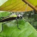 Callistochroma viridipennis (Latreille 1811) resmi