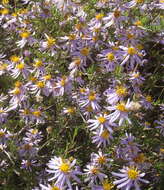 Image de Felicia filifolia subsp. filifolia