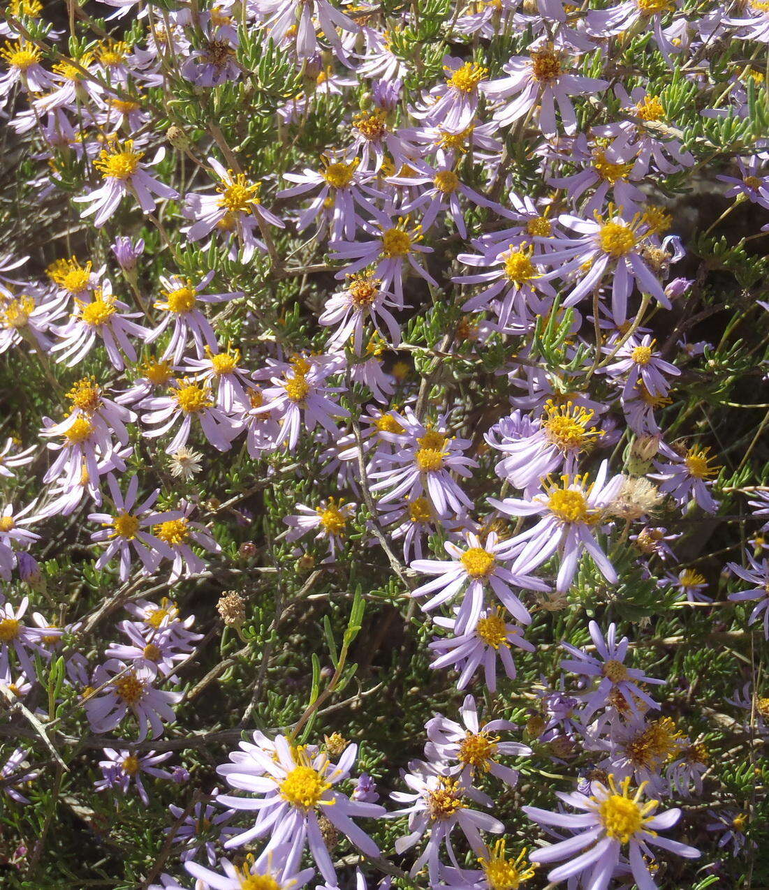 Image of Felicia filifolia subsp. filifolia