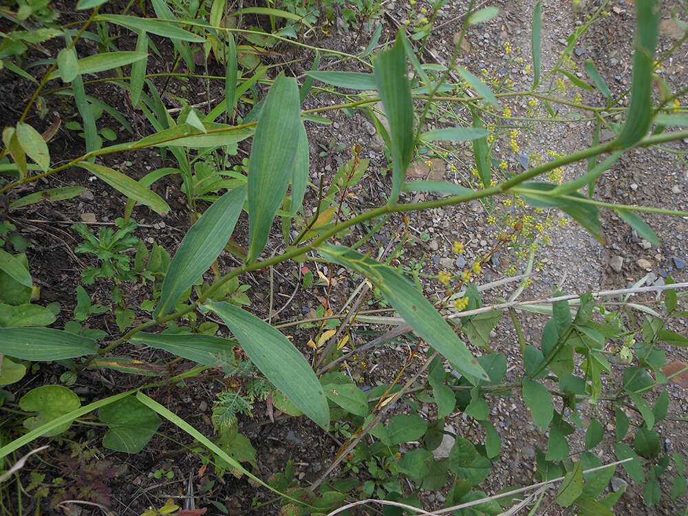 Bupleurum komarovianum O. A. Lincz. resmi