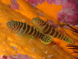 صورة Gorogobius nigricinctus (Delais 1951)