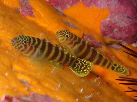 Plancia ëd Gorogobius nigricinctus (Delais 1951)