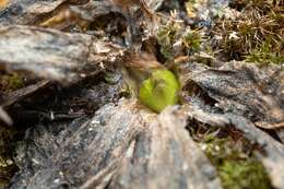 Image of Pinguicula caussensis (Casper) Roccia