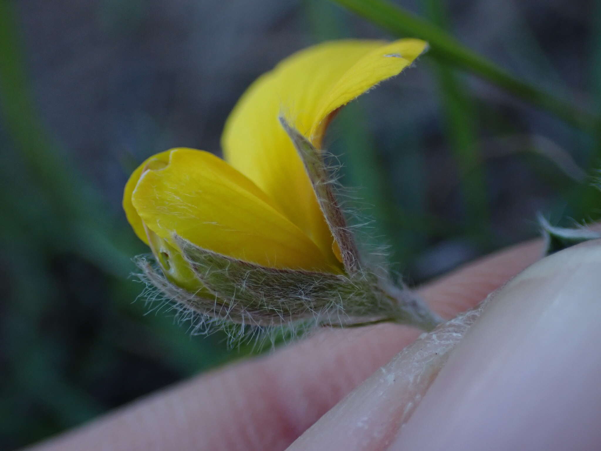 Imagem de Lotononis acuminata Eckl. & Zeyh.