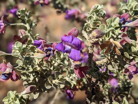 Слика од Eremophila rotundifolia F. Muell.