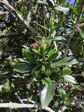 Sivun Ageratina pseudochilca (Benth.) R. King & H. Rob. kuva