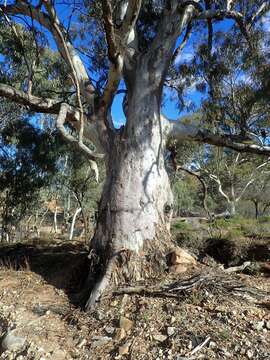 Слика од Eucalyptus camaldulensis subsp. minima Brooker & M. W. Mc Donald