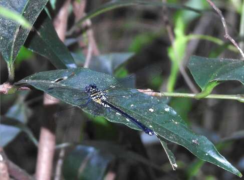 Image of Leptogomphus hongkongensis Asahina 1988