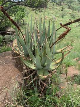 Aloe castanea Schönland resmi