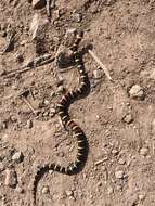 Image of Lampropeltis annulata Kennicott 1861