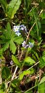 Image de Myosotis decumbens Host