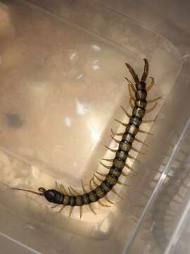 Image of Scolopendra cingulata Latreille 1829