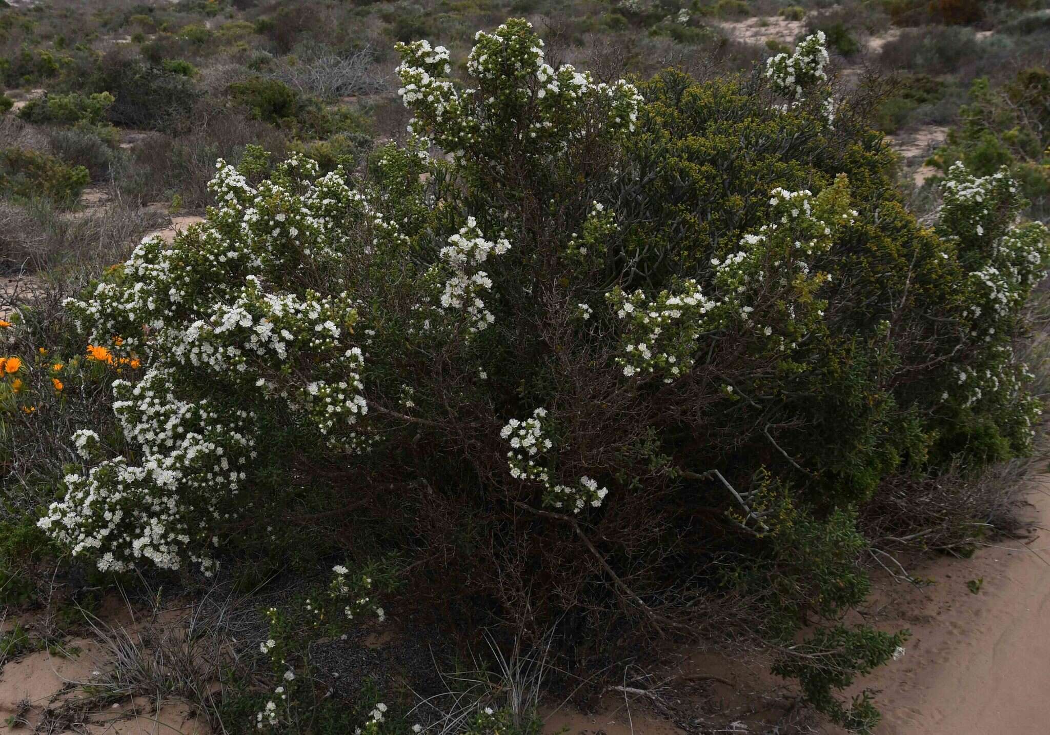 صورة Stoeberia utilis (L. Bol.) E. van Jaarsveld