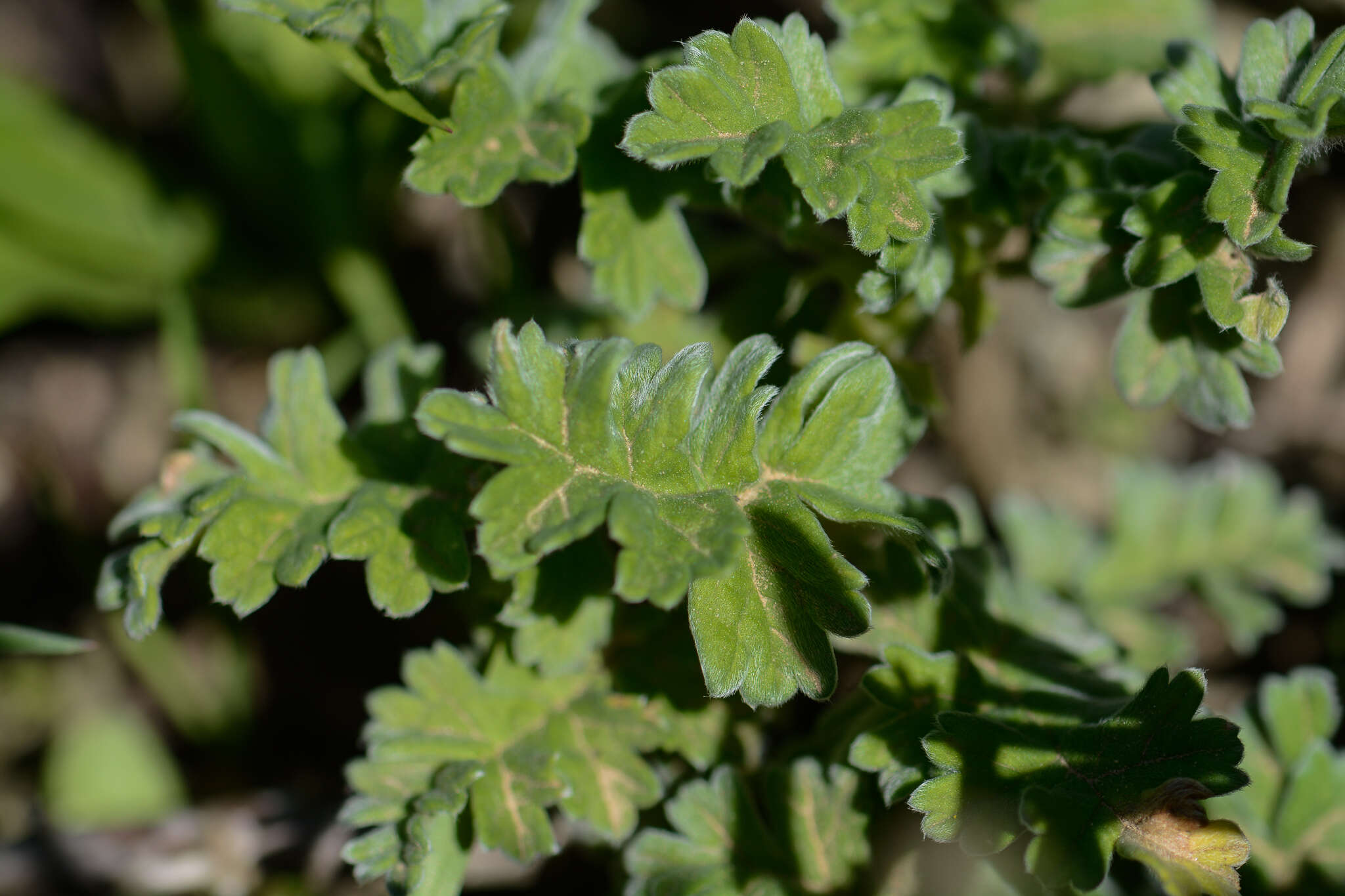 Image of Scarlet pelargonium